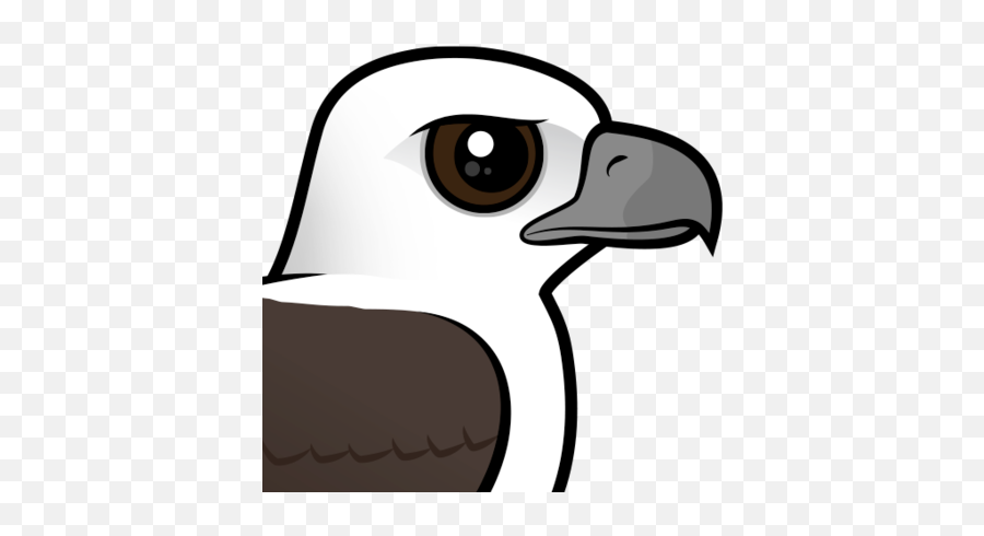 Read About The White - Bellied Sea Eagle U003c Meet The Birds White Bellied Sea Eagle Clipart Emoji,Eagle Clipart Black And White