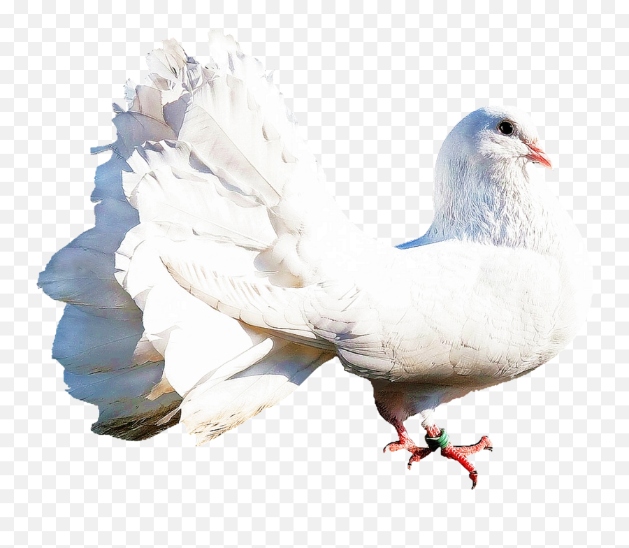 White Dove Bird Nature White Png - Gob Biay Emoji,White Dove Png