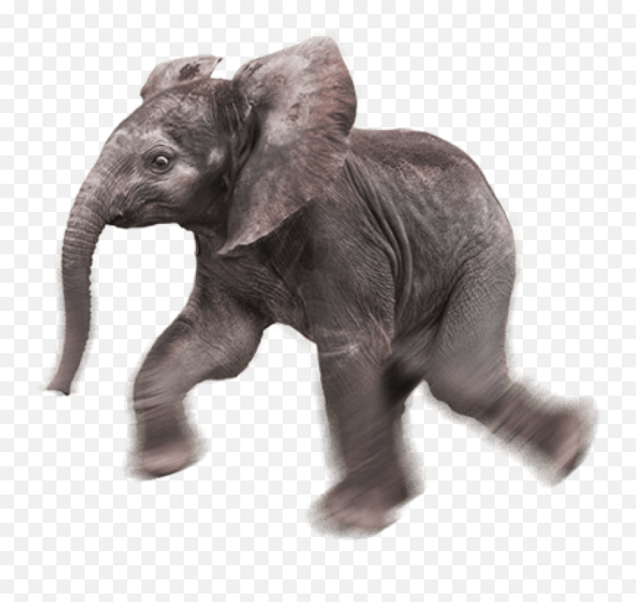 Baby Elephant Transparent Background - Baby Animals Elephant Png Emoji,Elephant Transparent Background