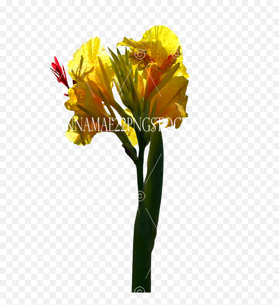 Single Yellow Flower Png Stock Photo - Canna Emoji,Yellow Flower Transparent