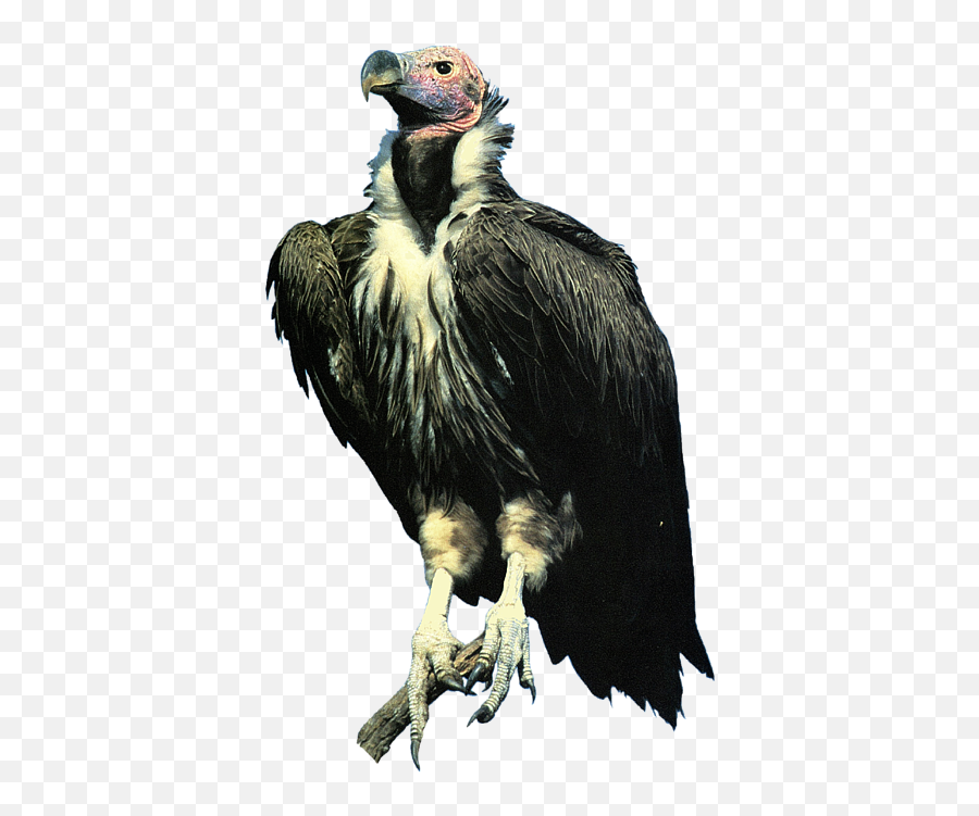 Lappet Face Vulture Onesie For Sale By Teresa Peterson Emoji,Vulture Png
