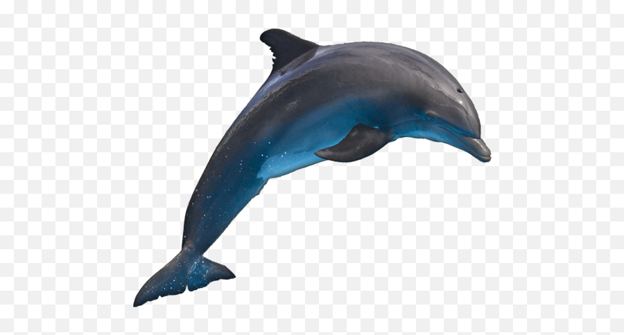 Dolphin Png - Dolphin Hd Png Emoji,Dolphin Png