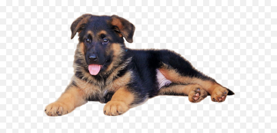Baby German Shepherd - German Shepherd Puppies In Texas Emoji,German Shepherd Clipart