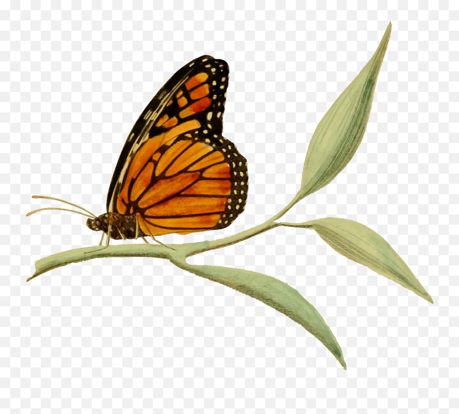 Onlinelabels Clip Art - Transparent Clipart Monarch Butterfly Emoji,Monarch Butterfly Clipart