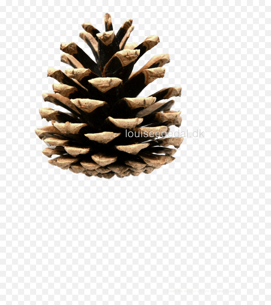 Transparent Pine Cone Clip Art - Conifer Cone Emoji,Pinecone Clipart