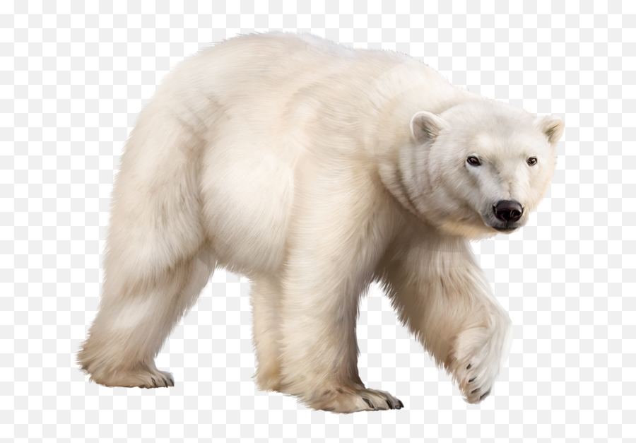 Ours Polaire Bear Clipart Animal Wallpaper Polar - Ours Misticheskaya Girl And Polar Bear Png Emoji,Polar Bear Clipart