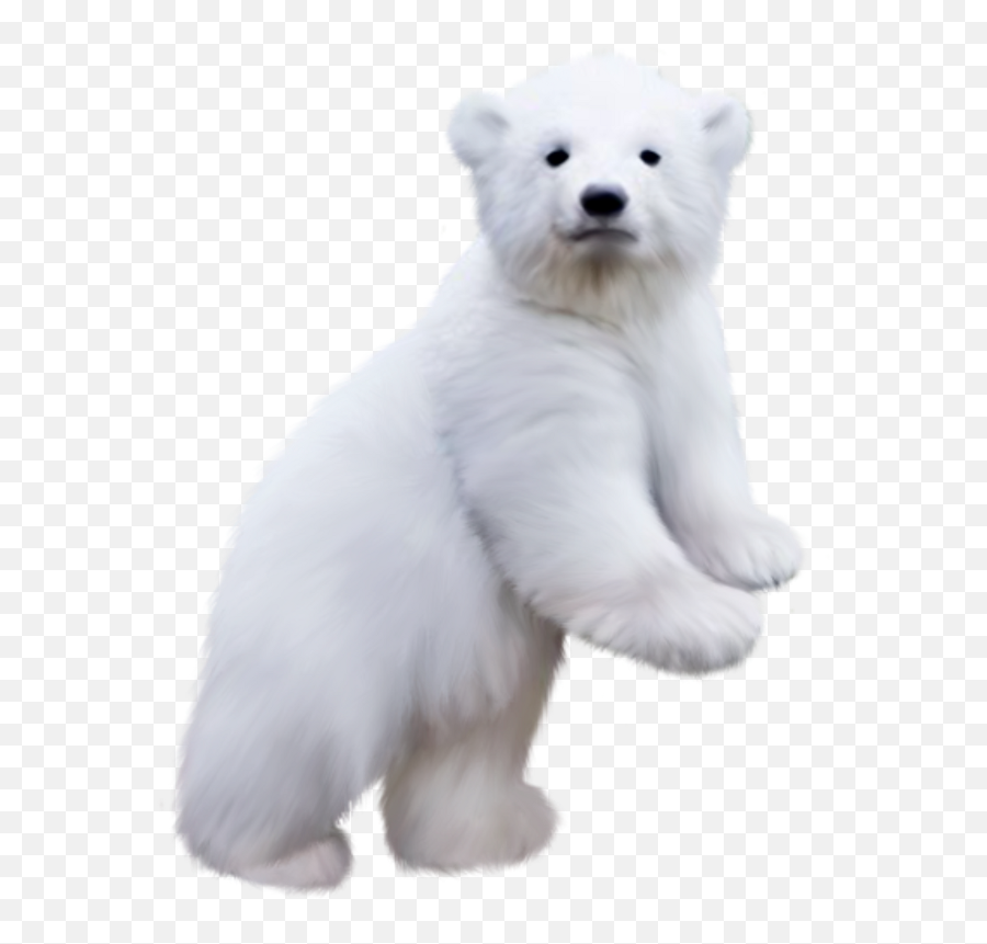 Polar Bear Meme Transparent Emoji,Polar Bear On Ice Clipart