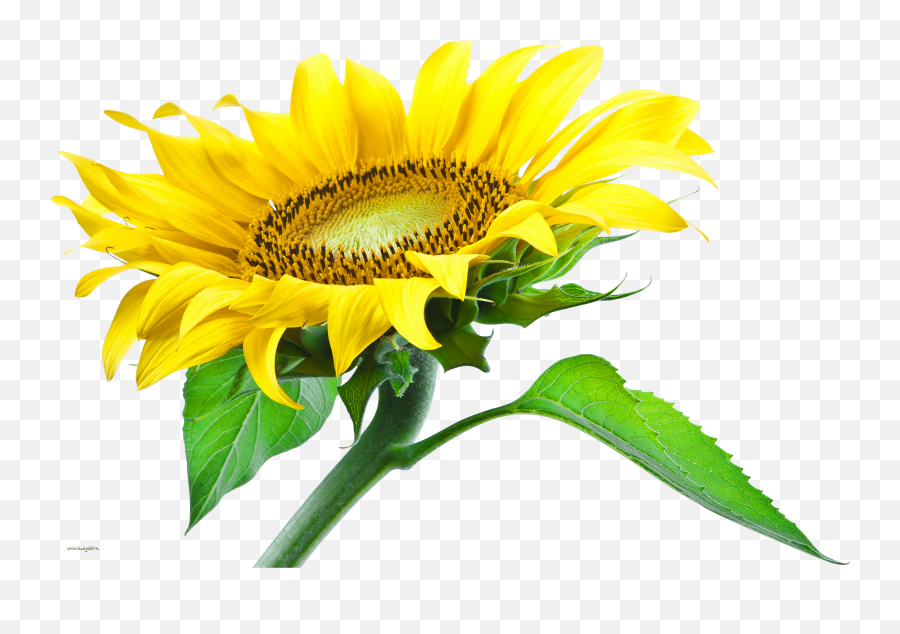 Sunflower Png Download - Sunflower Graphic Design Png Emoji,Sunflower Png