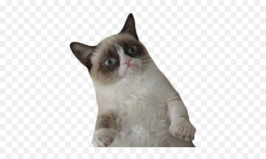 Download Tumblr Cat Png - Grumpy Cat Gif Png Full Size Png Emoji,Cat Gif Png