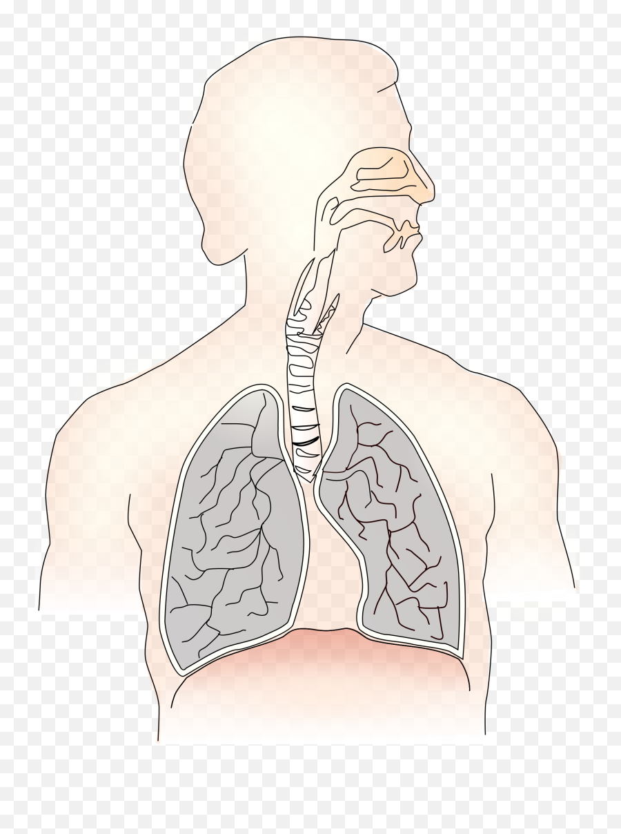 Lungs Clipart Human Body - For Adult Emoji,Lungs Clipart