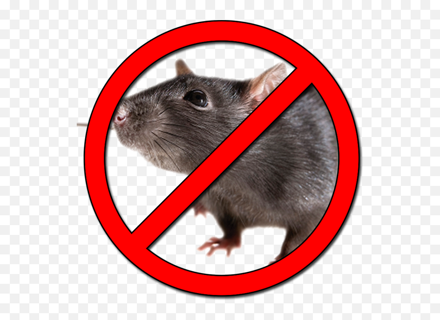 Prohibido Ratas Png Png Image - Transparent No Rats Png Emoji,Prohibido Png