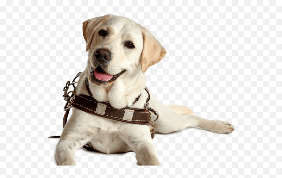 Dog Companion Dog Dog Collar Labrador - Martingale Emoji,Labrador Clipart