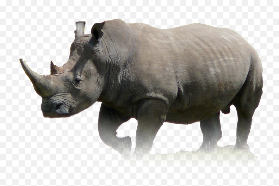 Javan Rhinoceros Animal Wildlife Lion - Rhino Png Download Emoji,Rhinoceros Clipart