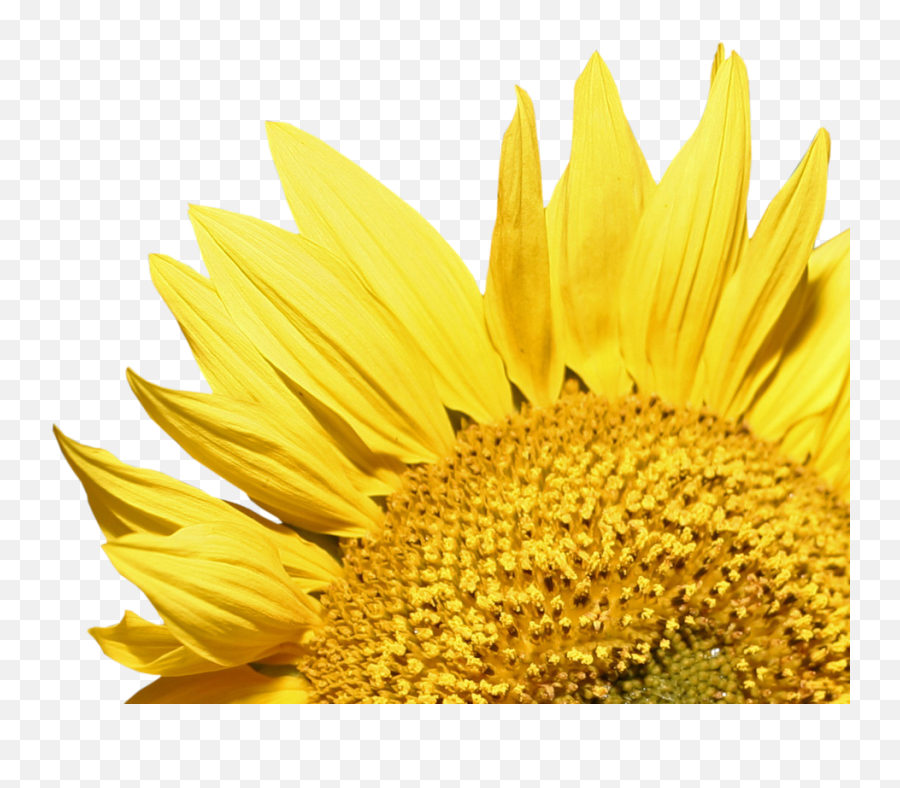 Sunflower Hd Png - Sunflower Wallpaperpng Emoji,Sunflower Png