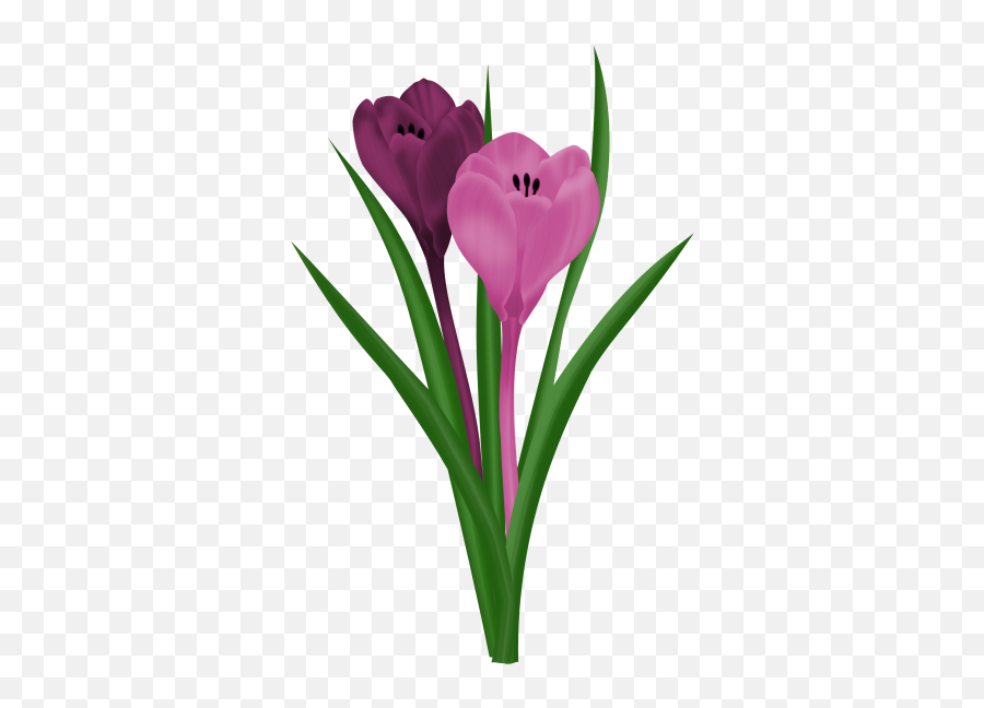 23 Clip Artspring Flowers Ideas Spring Flowers - Crocus Emoji,Spring Flower Clipart