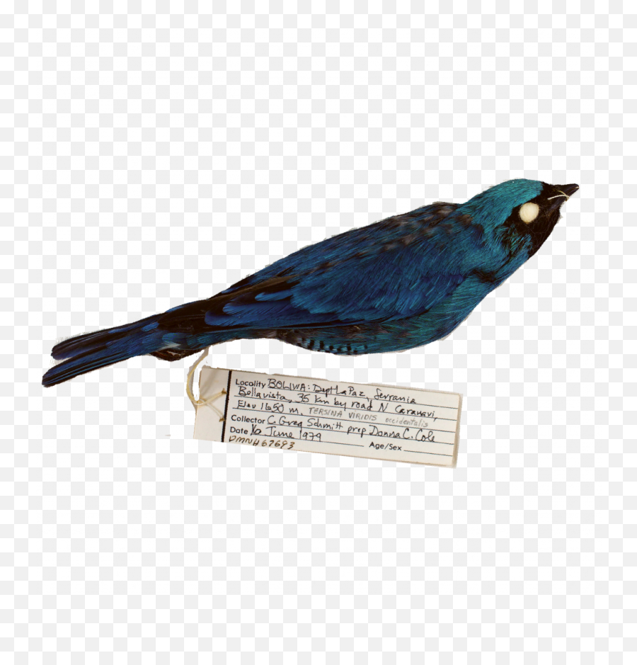 Birds - Delaware Museum Of Natural History Old World Flycatchers Emoji,American Museum Of Natural History Logo
