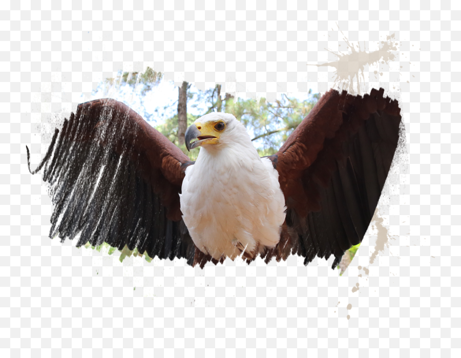 Eagle Feather Png - Tiger Emoji,Eagle Feather Png