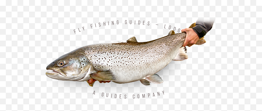 Tres Amigos Outfitters Fly Fishing Guides - Lodges A Emoji,Patagonia Fish Logo
