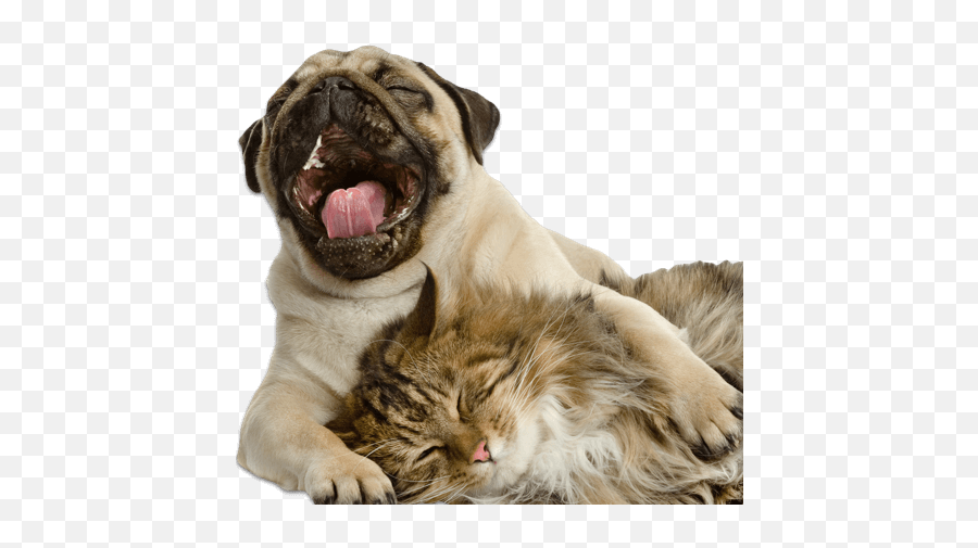 How Choose The Best Pet Insurance Provider Best Pet Emoji,Sad Dog Png