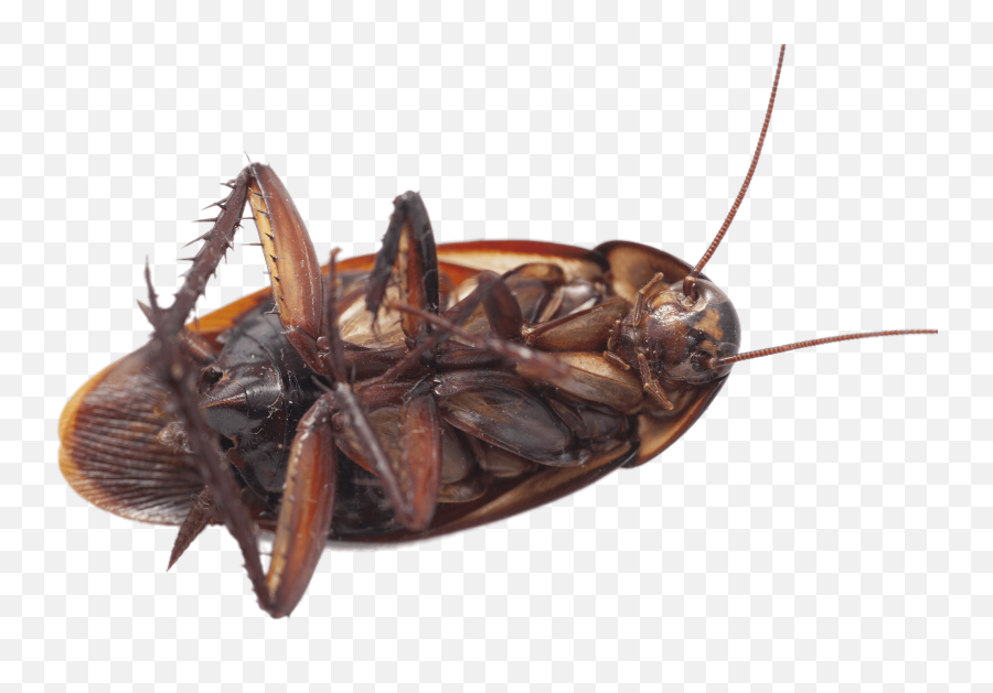 Large Cockroach On Its Back Transparent Png - Stickpng Emoji,Roach Png