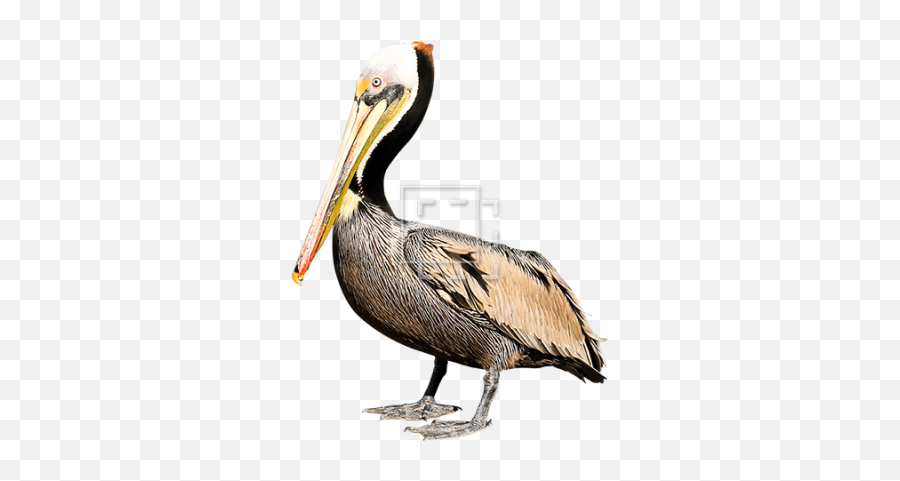 Download Pelican Free Png Transparent - Transparent Background Brown Pelican Louisiana Emoji,Pelican Clipart
