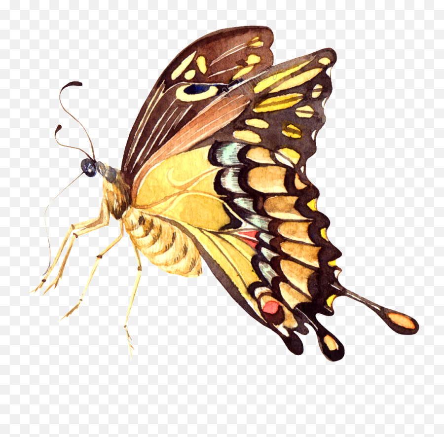 Yellow Butterfly Png Transparent Png Emoji,Yellow Butterfly Png