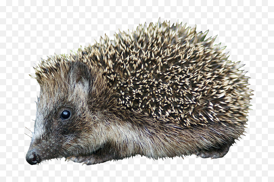 Hedgehog Clipart Emoji,Cute Woodland Creatures Clipart