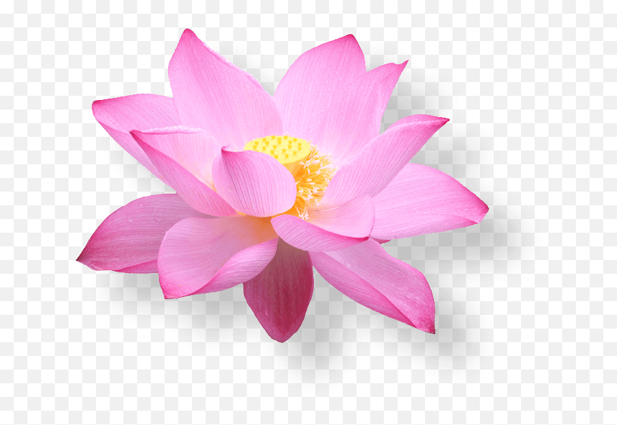 Lotus Flower Png Emoji,Lotus Flower Transparent