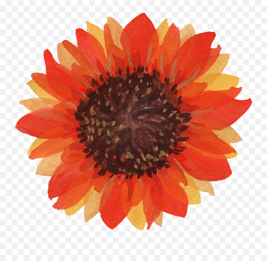 5 Watercolor Sunflower Transparent - Fresh Emoji,Sunflower Png