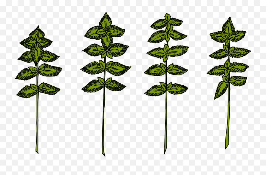 Herbs Basil Herb - Free Vector Graphic On Pixabay Emoji,Basil Png