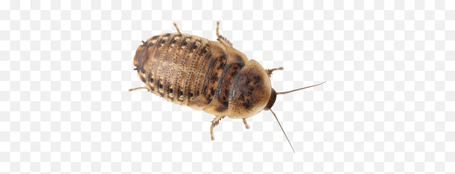 Dubia Roaches Live Feeders Direct South Carolina Us Emoji,Roach Png