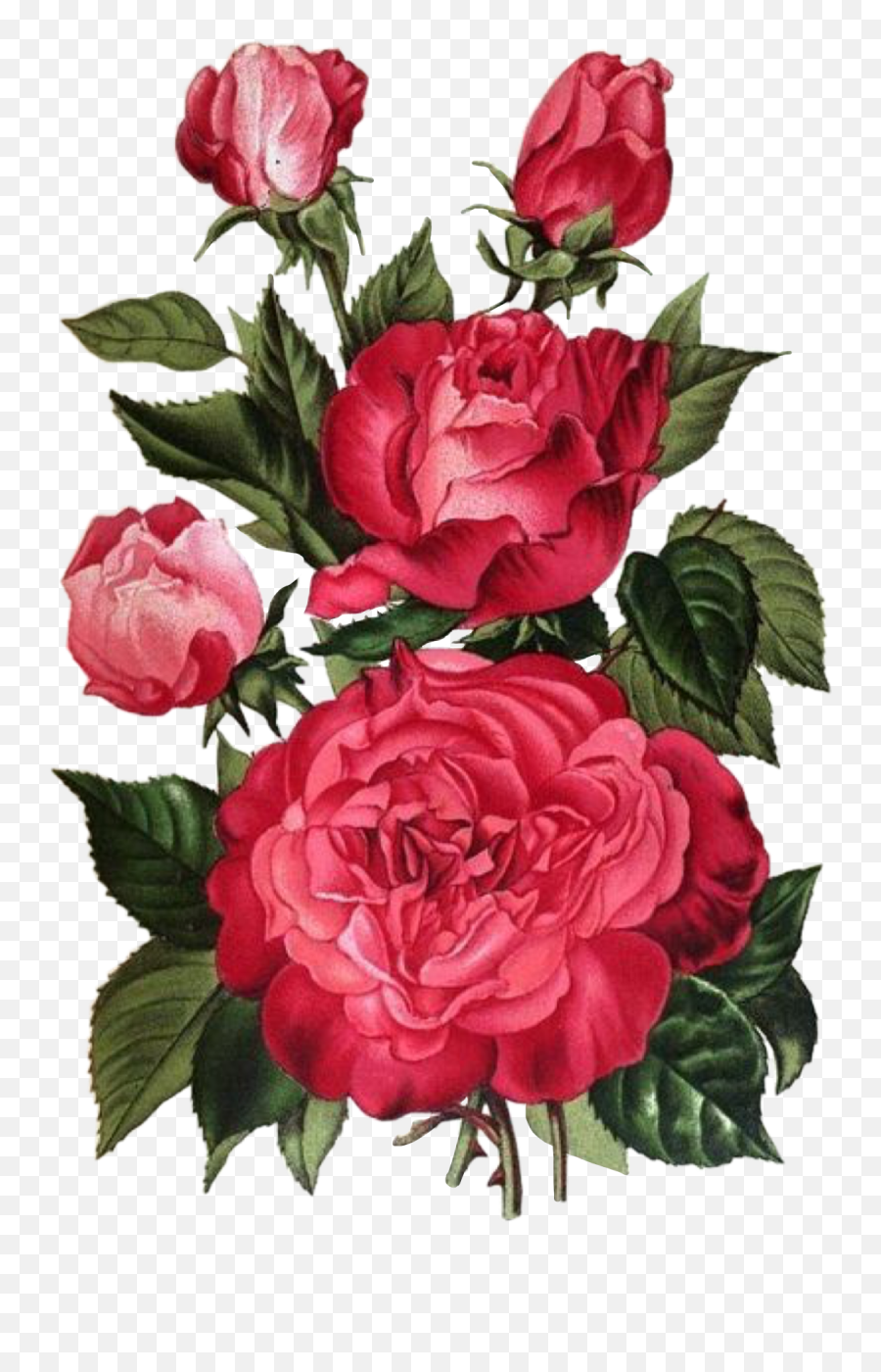 Rose Sticker Challenge On Picsart Emoji,Vintage Rose Clipart
