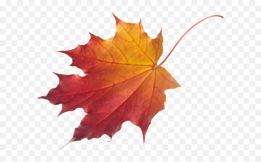 Download Autumn Leaves Clipart Chinar - Autumn Maple Leaf Fall Leaf Watermark Emoji,Maple Leaf Clipart