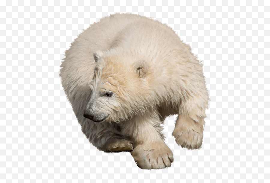Transparent Polar Bear Clipart Png - Rectangle Circle Emoji,Bear Transparent