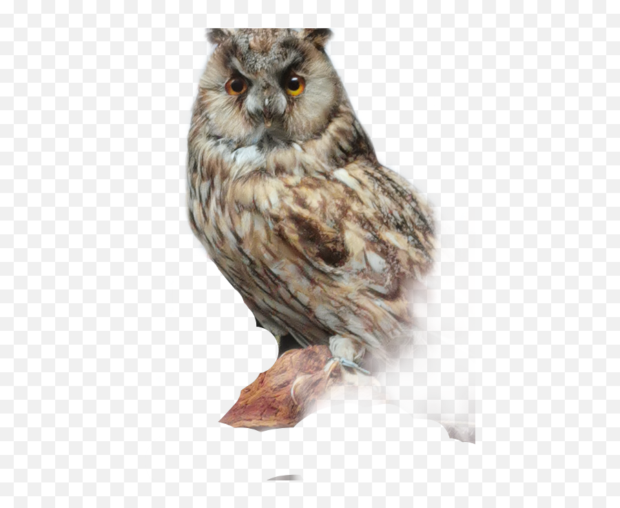 Eastern Screech Owl Transparent Cartoon - Jingfm Eastern Screech Owl Emoji,Owl Transparent Background