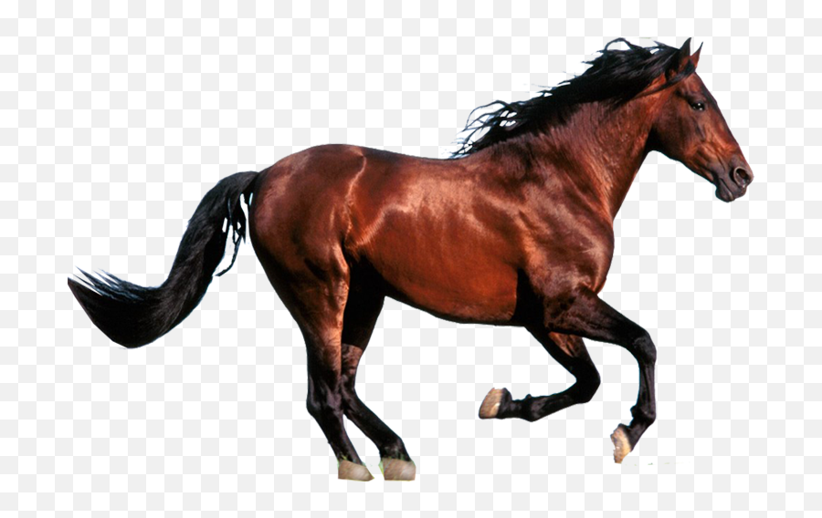 Wild Horses - Brown Horse Running Horse Emoji,Horses Png