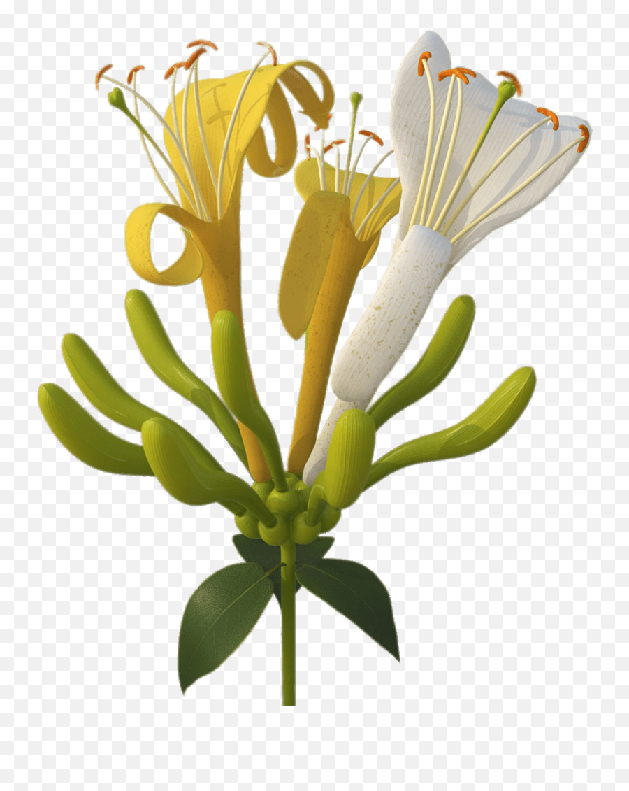 Yellow Flower Transparent Png - Honeysuckle Png Emoji,Yellow Flower Transparent