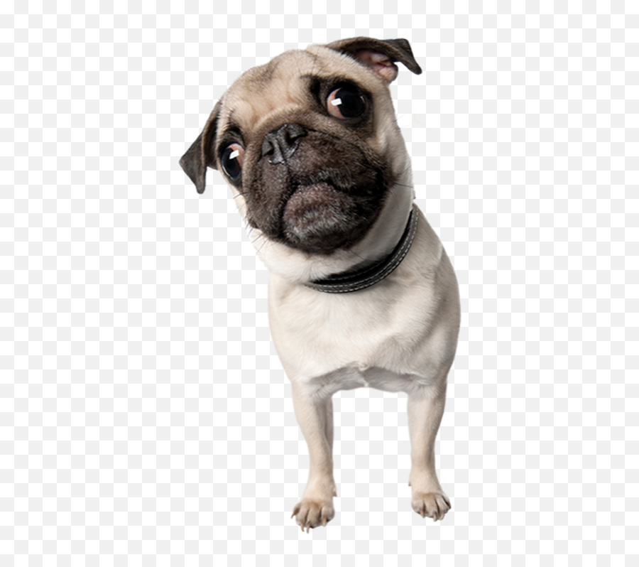Dog Dog Pug Snout Clipart - Martingale Emoji,Pug Clipart