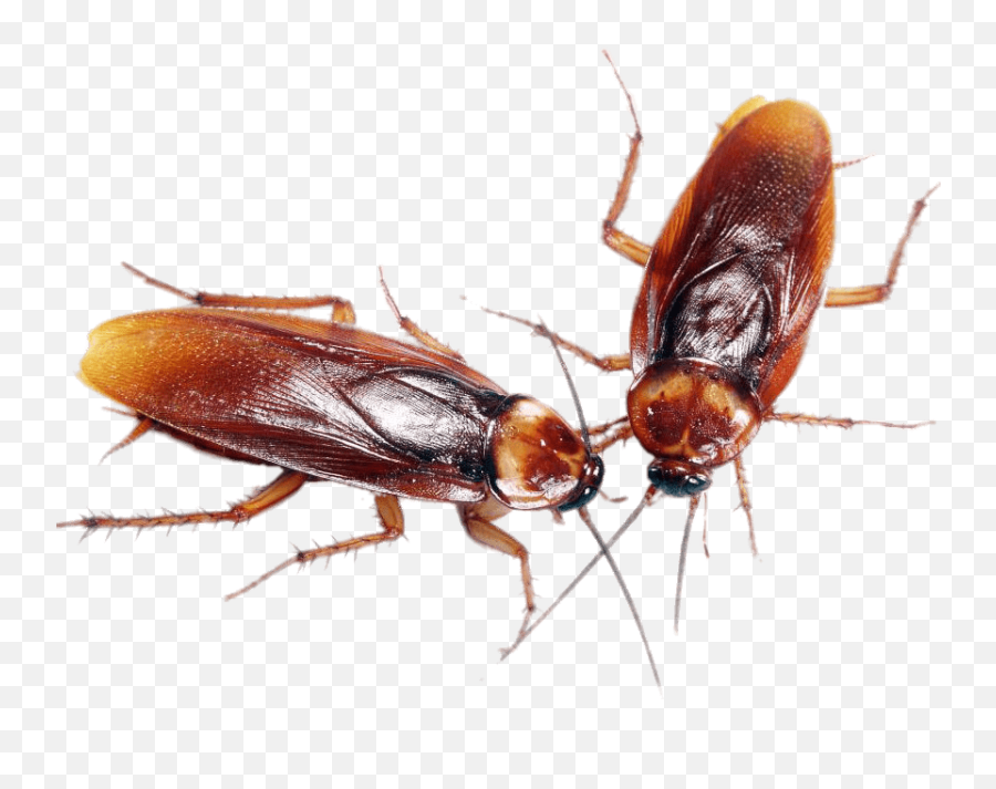 A Couple Of Cockroaches Transparent Png - Dua Lipa Dua Lipas Emoji,Cockroach Png