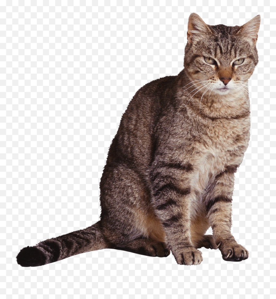 180 Cats Png Images Are Free To Download - Cat Png Emoji,Cats Png