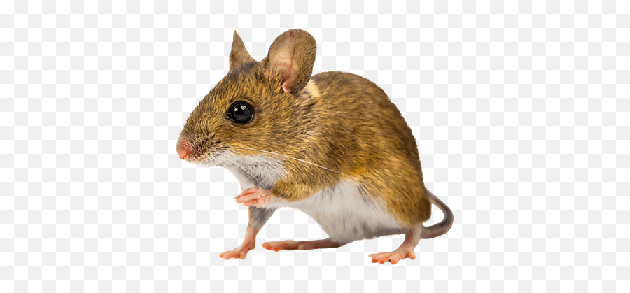 Mouse Png Images Transparent Background - Field Mice Png Transparent Emoji,Mouse Png
