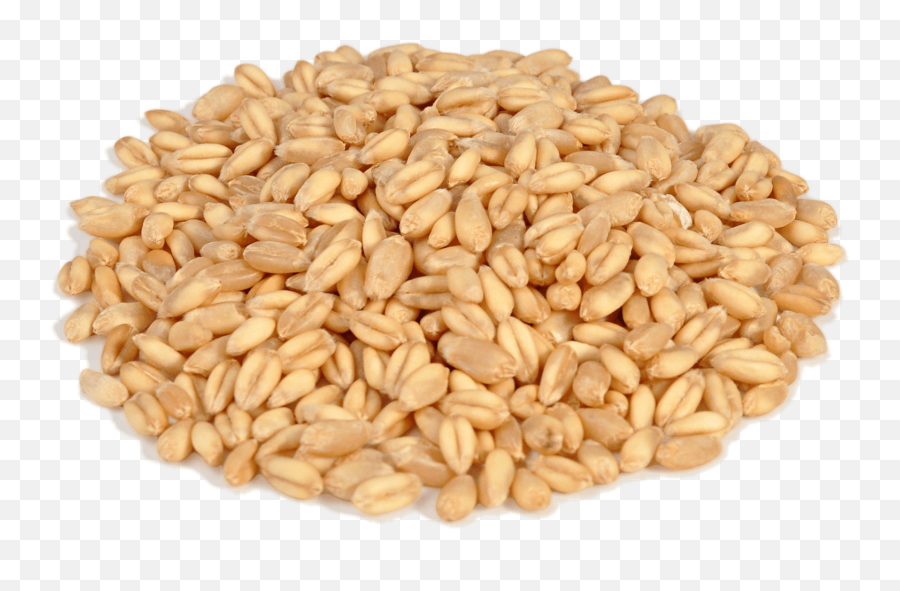 Wheat Png Clipart Background - Wheat Grains Clipart Emoji,Wheat Clipart