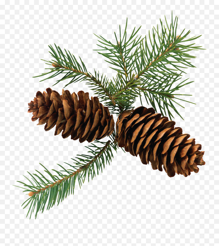 Download Pine Cone Branch Png - Pine Cone Clipart Free Transparent Pine Cone Clipart Emoji,Cone Clipart