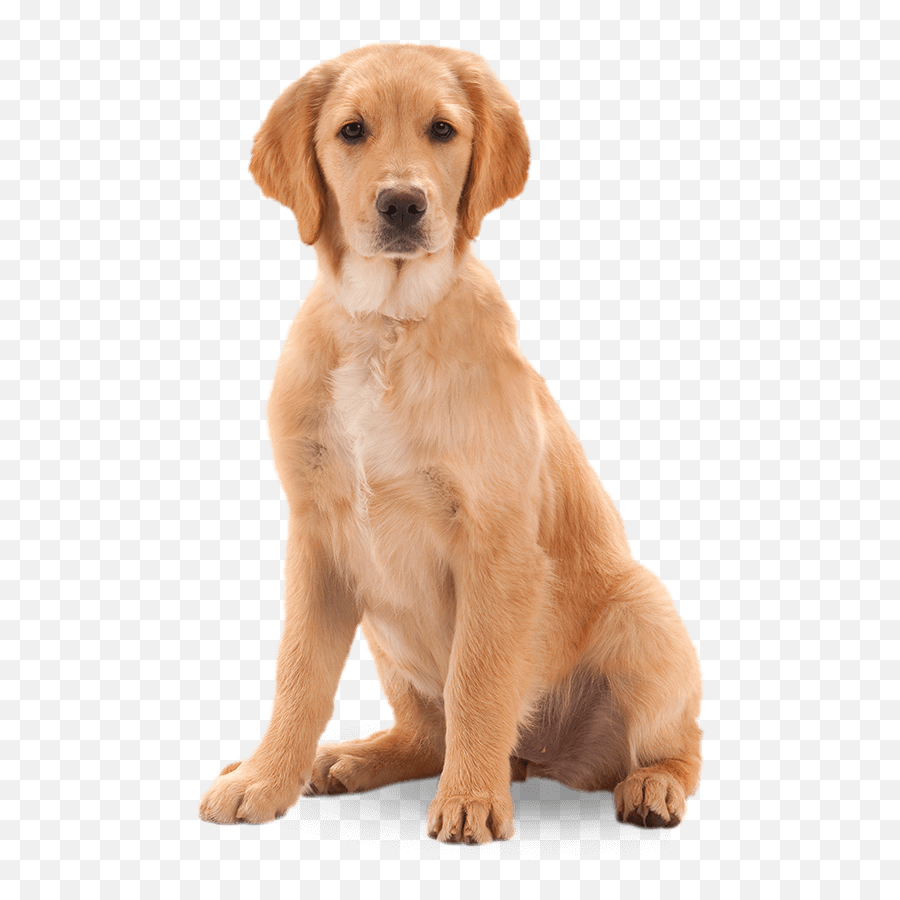 Dog Dog Golden Retriever Retriever - Dog Emoji,Golden Retriever Clipart