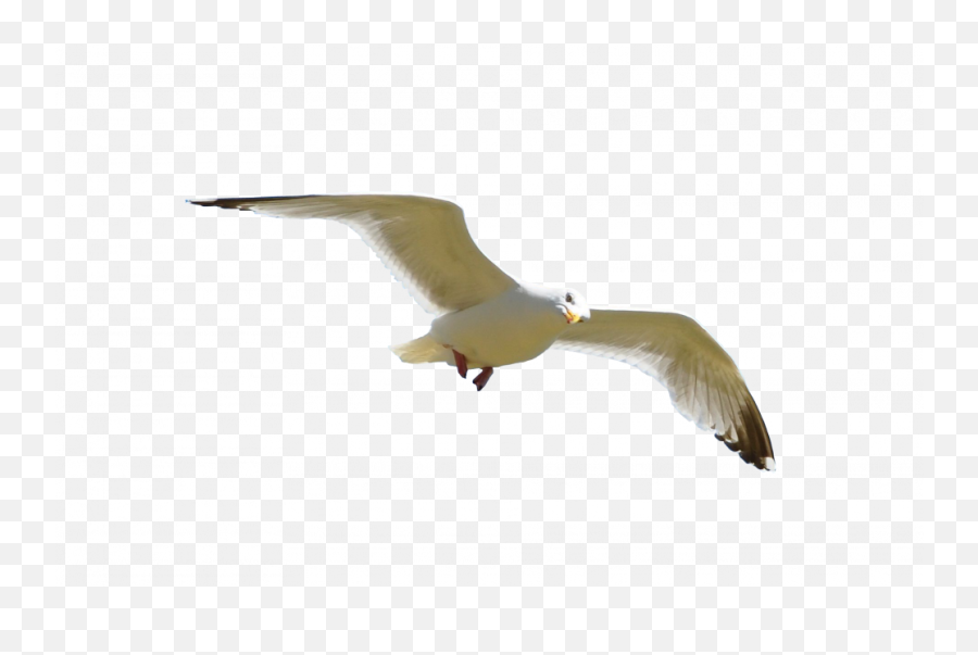 Gull Png Transparent Picture U2013 Png Lux - Flying Single Bird Png Emoji,Skull Trooper Png