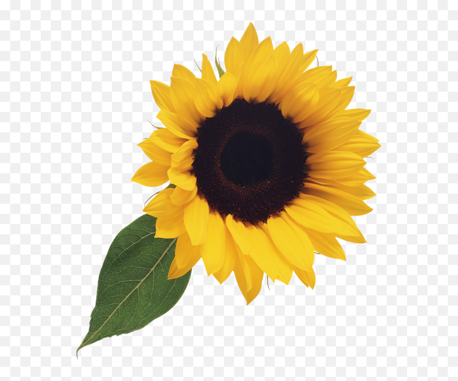 Sunflower Clip Art No Background Png - Transparent Background Transparent Sunflower Emoji,Sunflower Clipart