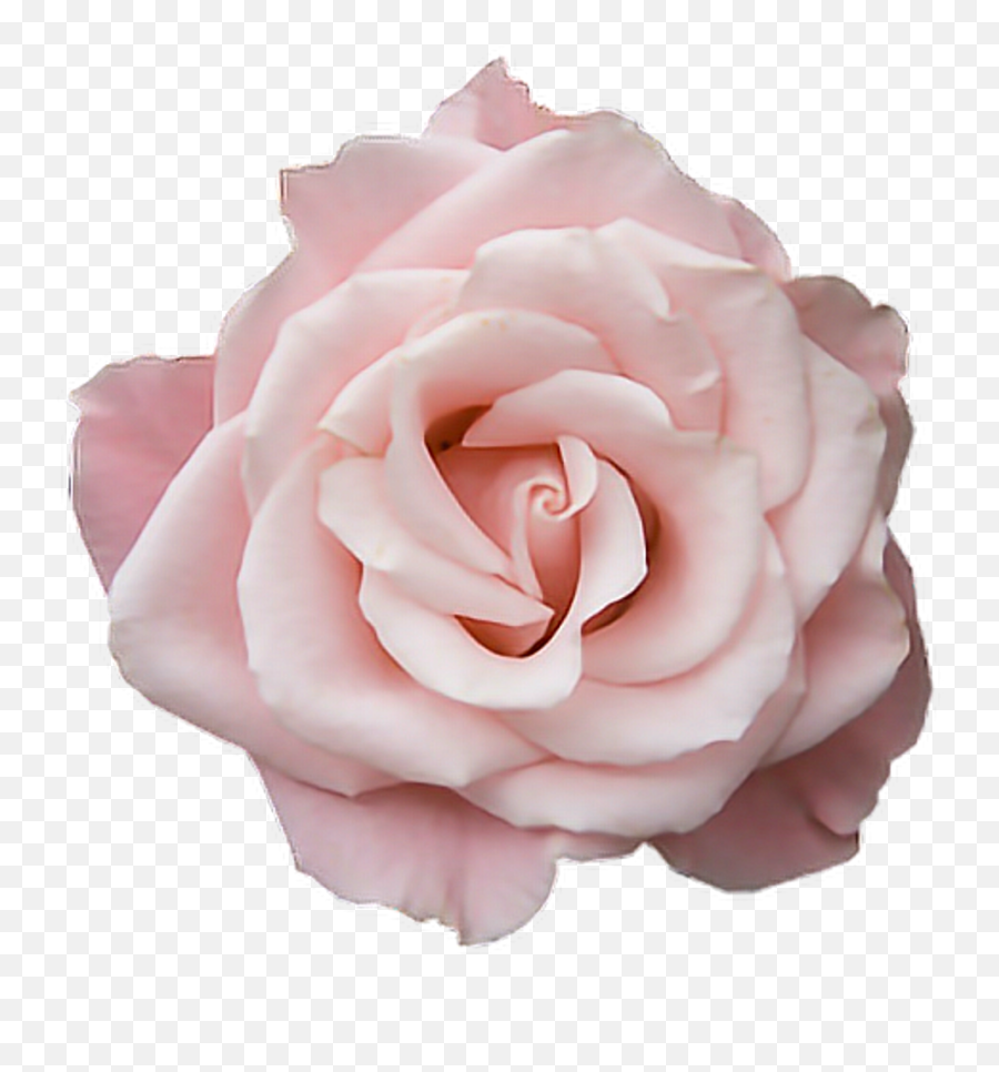Pastel Pink Png Hd Png Pictures - Vhvrs Pastel Pink Rose Transparent Emoji,Pastel Snapchat Logo