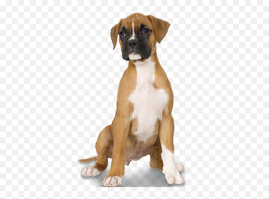 Download Dog Teeth Png Clipart Free - Transparent Background Boxer Dog Png Emoji,Boxer Png