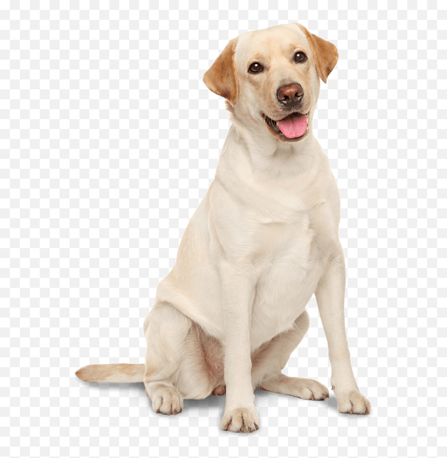 Yellow Lab Emoji,Labrador Clipart