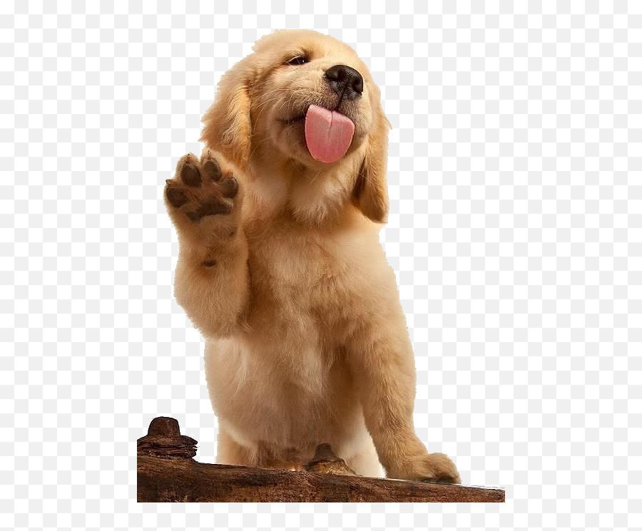 Millcreek Ut Mobile Dog Groomer Emoji,Dog Grooming Clipart